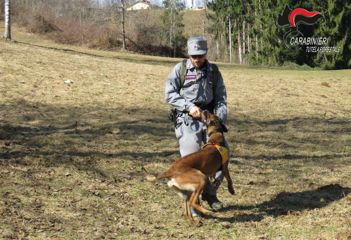 Cani antiveleno dei Carabinieri Forestali in azione a San Damiano d’Asti