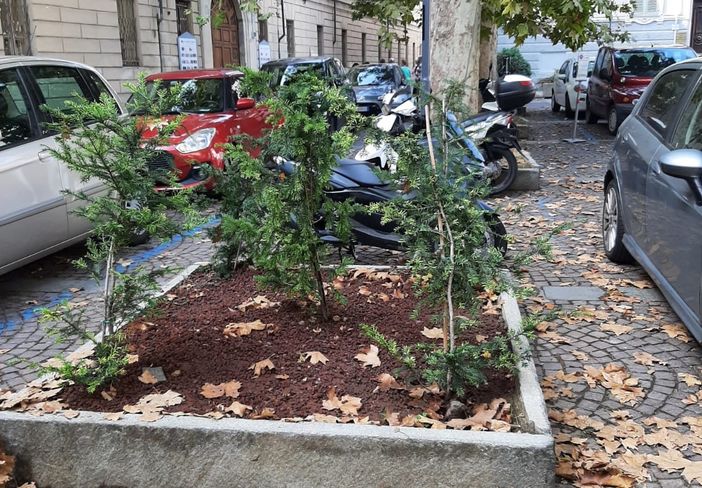 Piantine di Tasso piantumate in piazza Castigliano Piantine di Tasso piantumate in piazza Castigliano
