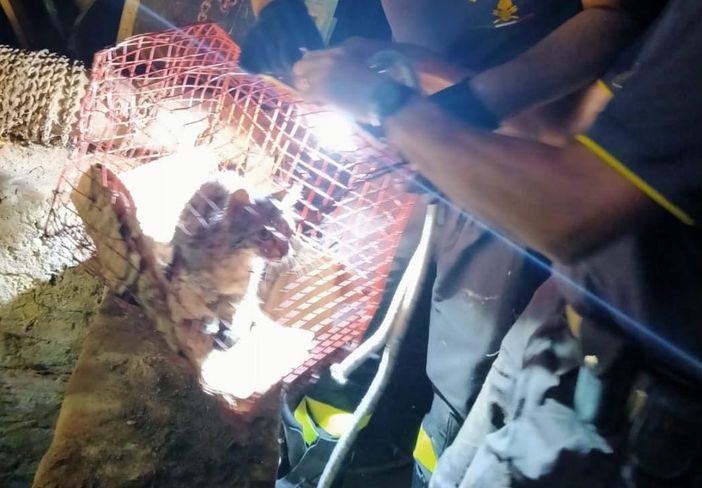 Moncucco Torinese: gattino precipita in un pozzo di 10 metri. Salvato dai Vigili del Fuoco