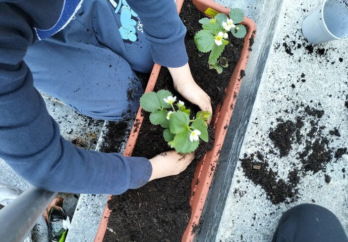 Alla scuola primaria di Isola, nella Giornata della Terra, si piantano fragole e si coltiva insalata [FOTO]