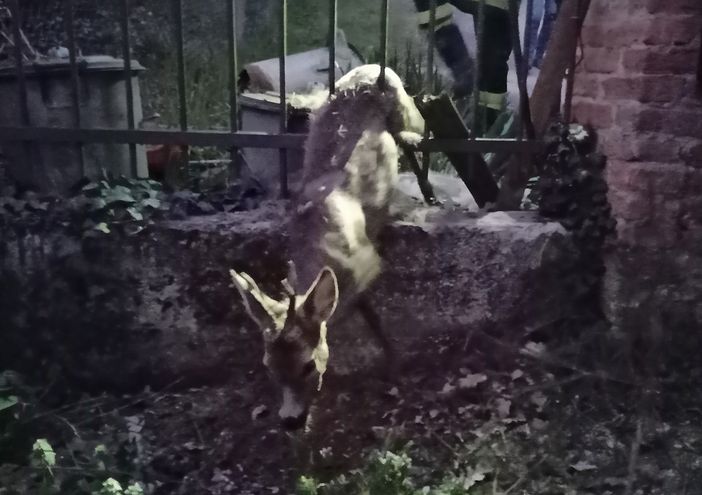 Immagine di archivio