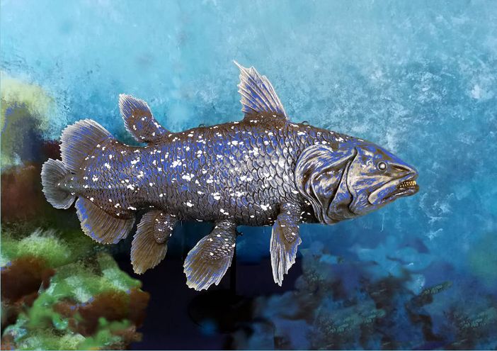 Una ricostruzione del Celacanto attuale Una ricostruzione del Celacanto attuale
