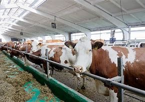 L'allarme di Coldiretti: "Molte stalle a un passo dalla chiusura in Piemonte" L'allarme di Coldiretti: "Molte stalle a un passo dalla chiusura in Piemonte"