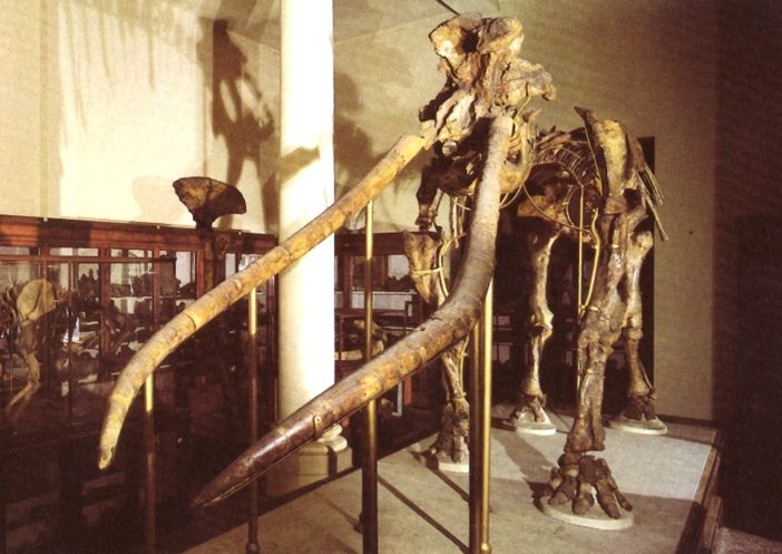 il mastodonte esposto a Bologna (foto pubblicata per gentile concessione del Museo Capellini)