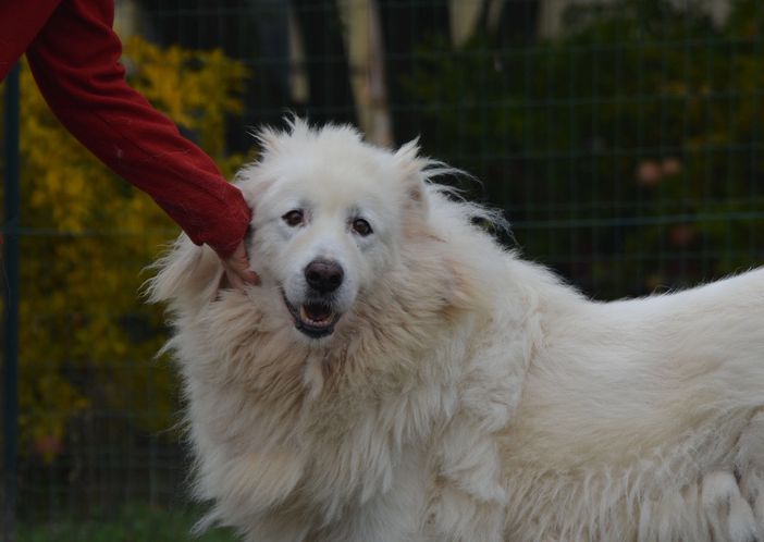 Quartos, cane ospite del canile di Asti