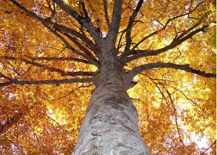 Giallo: la rubrica dei colori a cura della Residenza per disabili "Il Borgo" Giallo: la rubrica dei colori a cura della Residenza per disabili "Il Borgo"