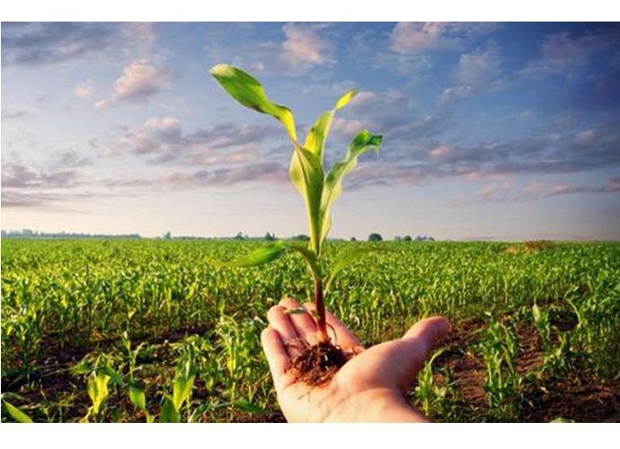 Confagricoltura Piemonte: serve manodopera, diamo la possibilità di lavorare anche a chi percepisce il reddito di cittadinanza