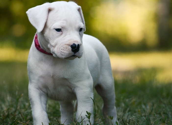 Cucciolo di dogo argentino, una delle tre razze che sceglierei assieme a un cane salvato dal canile