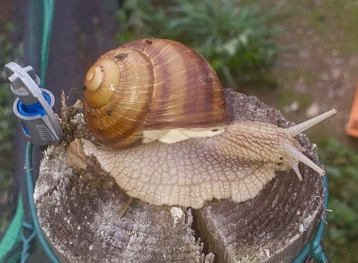 Si fa presto a dire “Lumaca di Borgo”: un giovane alle prese con una sfida complessa Si fa presto a dire “Lumaca di Borgo”: un giovane alle prese con una sfida complessa