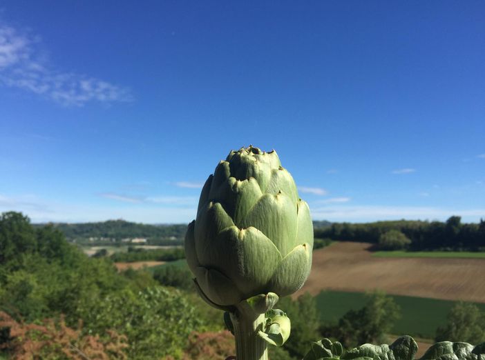 Il carciofo del sorì tra i Presidi Slow Food, approda sui mercati [VIDEO]