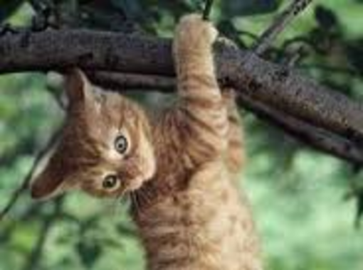 Gattino curioso si arrampica su un albero e non riesce a scendere. Salvato dai Vigili del Fuoco