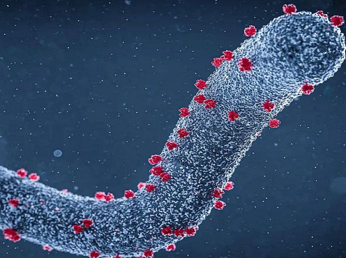 Sospetto caso di Marburg virus, il tampone ha dato esito negativo