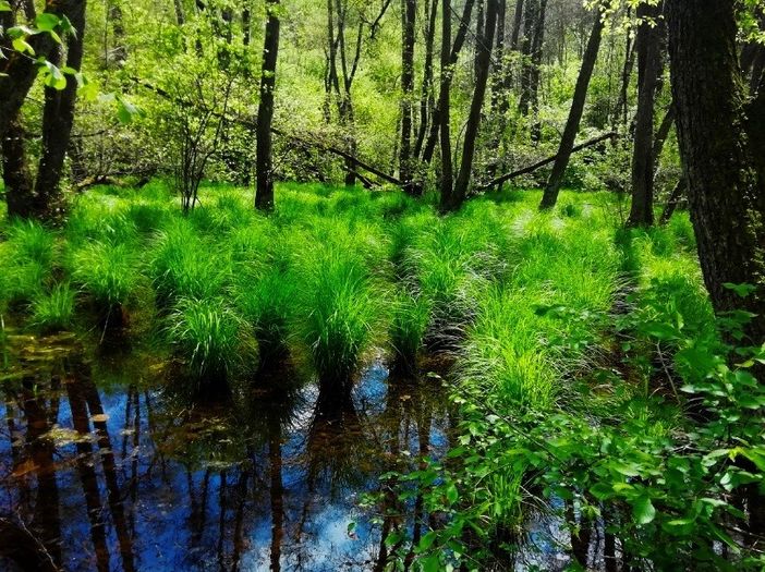 Castelnuovo Don Bosco, torna “Fuma c’anduma!”: passeggiata nel bosco di Santonco per creare un erbario collettivo