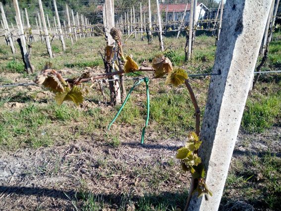 La Regione Piemonte chiede finanziamenti per i danni causati dalle gelate