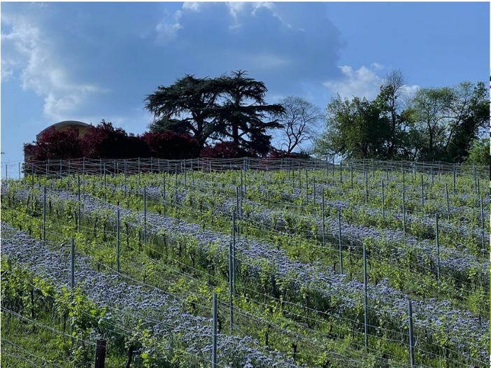 Vigneti Fioriti al Penna: martedì 17 maggio prove di inerbimento Vigneti Fioriti al Penna: martedì 17 maggio prove di inerbimento