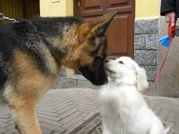 Benedizione degli animali a Santa Caterina con l'iniziativa di U.N.A. Benedizione degli animali a Santa Caterina con l'iniziativa di U.N.A.