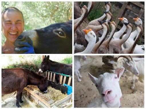 Cinzia Ferrara vicina al sogno di salvare i suoi animali: servono 5mila euro per il trasferimento in una cascina dell'Astigiano Cinzia Ferrara vicina al sogno di salvare i suoi animali: servono 5mila euro per il trasferimento in una cascina dell'Astigiano