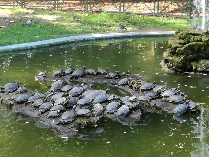 L’Associazione U.N.A e il suo impegno per natura e animali oggi torna con l'operazione di pulizia al laghetto dei giardini pubblici di Asti