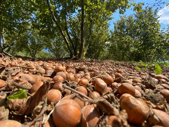 Coldiretti: "I cambiamenti climatici mettono a rischio la produzione delle nocciole" Coldiretti: "I cambiamenti climatici mettono a rischio la produzione delle nocciole"
