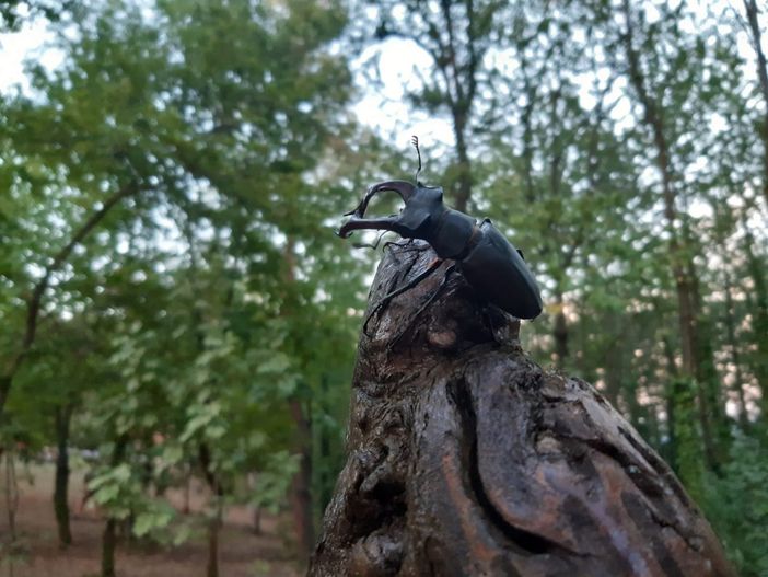 Escursione notturna nella Riserva Naturale di Valle Andona Escursione notturna nella Riserva Naturale di Valle Andona