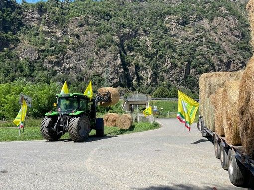 Consegnate le prime 70 rotoballe di fieno solidale donate da Coldiretti Asti alle aziende valdostane Consegnate le prime 70 rotoballe di fieno solidale donate da Coldiretti Asti alle aziende valdostane