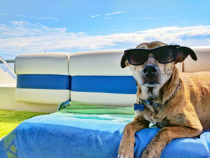 Come prepararsi al meglio alle vacanze con Fido Come prepararsi al meglio alle vacanze con Fido