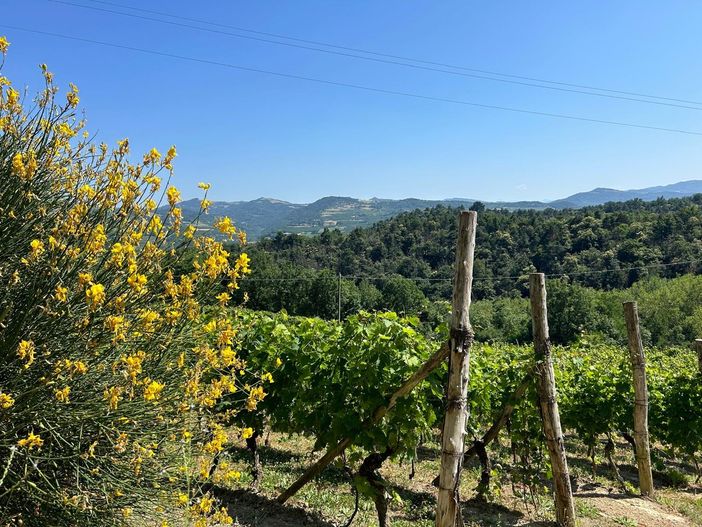 La Vigna magica di Vesime rivive grazie ai giovani artisti del liceo artistico di Acqui Terme