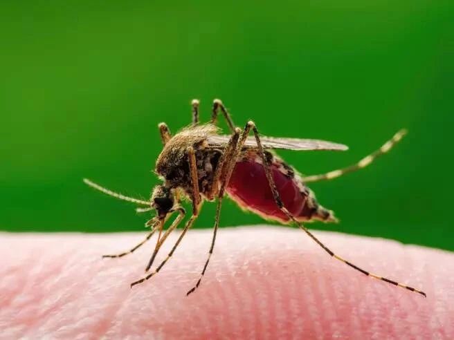 Ad Asti caso di West nile in uomo di ottantacinque anni, ricoverato in Rianimazione