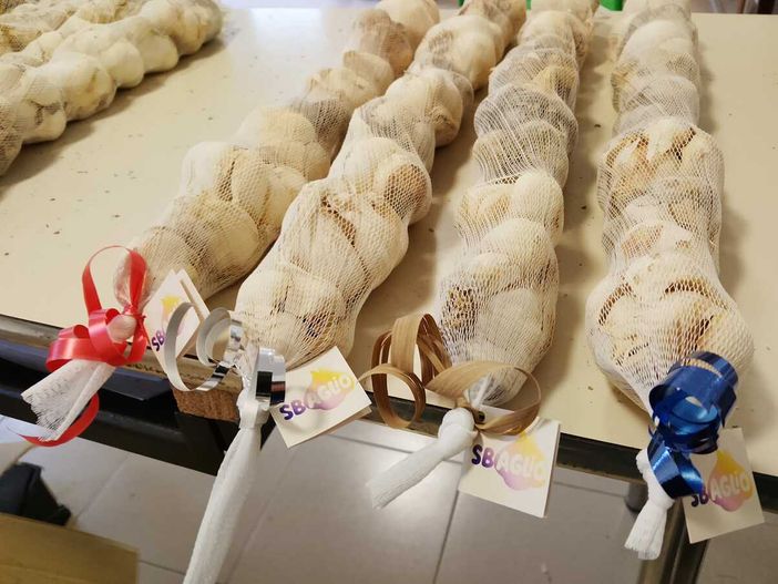 Bagna Cauda Day: sulle tavole arriva l'aglio coltivato in carcere Bagna Cauda Day: sulle tavole arriva l'aglio coltivato in carcere