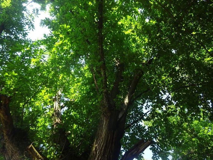 "Spero di vedere il nuovo regolamento dei parchi di Asti a settembre, ma non del 2021"