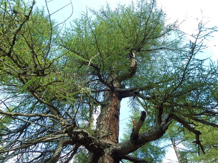 "Il parcheggio della piscina Comunale verrà di nuovo piantumato?" "Il parcheggio della piscina Comunale verrà di nuovo piantumato?"