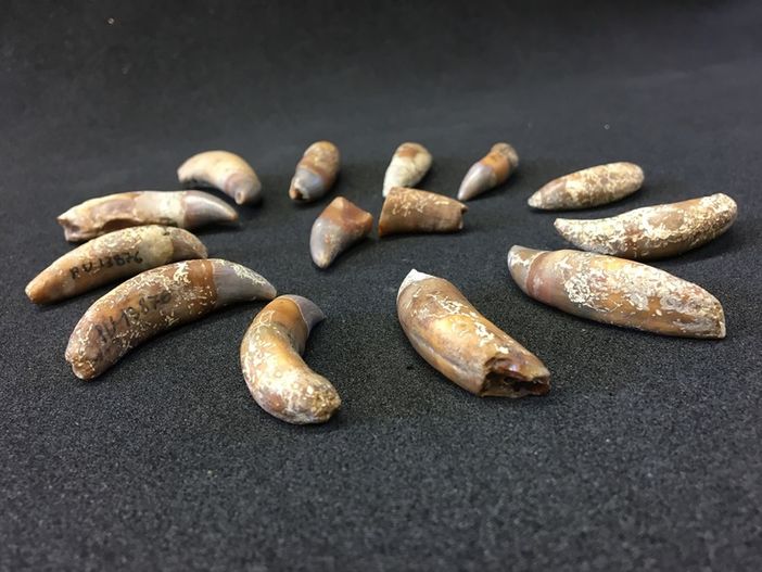 Denti del delfinide ritrovato a Baldichieri d'Asti