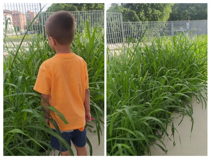 “Alla Materna De Bedenetti l’erba è più alta dei bambini” “Alla Materna De Bedenetti l’erba è più alta dei bambini”