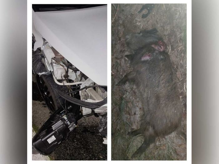 Collage auto incidentata e carcassa cinghiale Collage auto incidentata e carcassa cinghiale