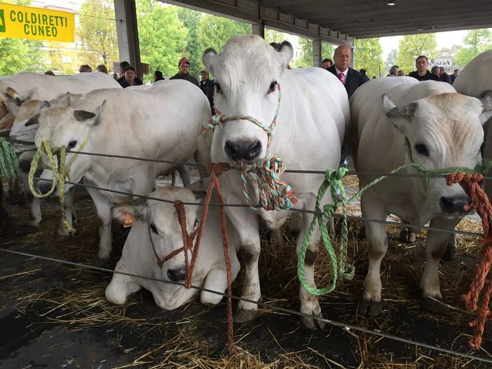 Grande rassegna di bovini piemontesi giovedì prossimo ad Alba