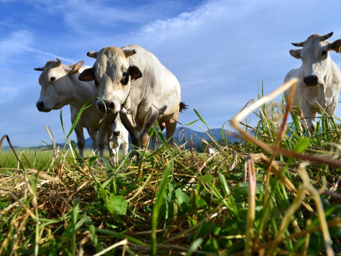 Confagricoltura: le polpette vegetali di McDonald’s non faranno concorrenza alla Piemontese Confagricoltura: le polpette vegetali di McDonald’s non faranno concorrenza alla Piemontese