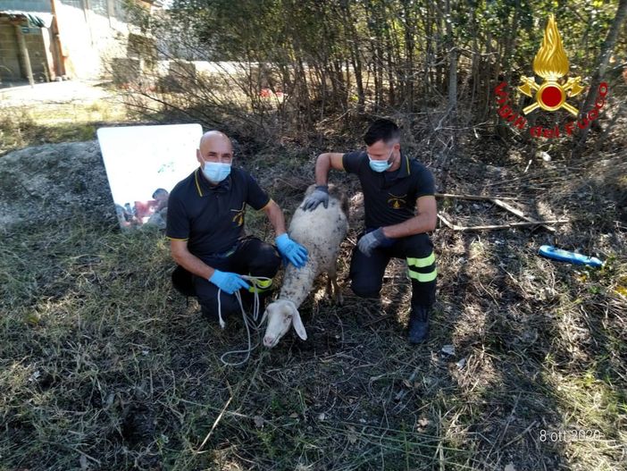 Motta, intervento dei vigili del fuoco per salvare una pecora incastrata in una tubazione Motta, intervento dei vigili del fuoco per salvare una pecora incastrata in una tubazione