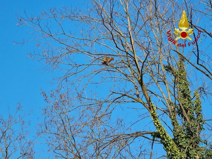 Castelnuovo Don Bosco: i vigili del fuoco hanno salvato un micio bloccato ad oltre 10 metri d'altezza Castelnuovo Don Bosco: i vigili del fuoco hanno salvato un micio bloccato ad oltre 10 metri d'altezza