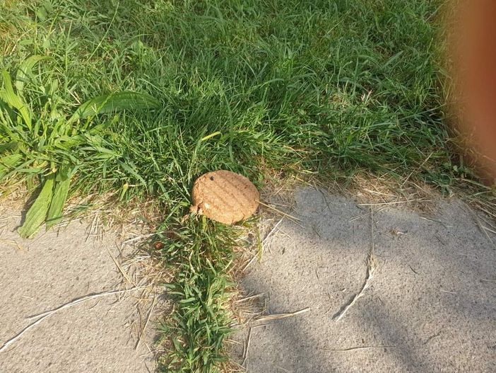 Trappole per cani: rimosso dal Bosco dei Partigiani un hamburger pericoloso