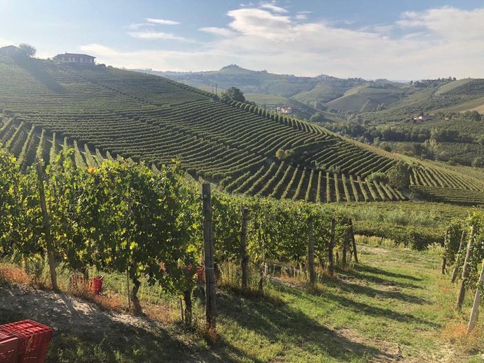 "Vini che sapranno emozionare". Un'annata 'tailor made' "Vini che sapranno emozionare". Un'annata 'tailor made'