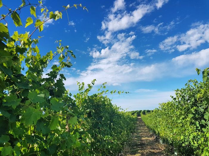 Langhe, Monferrato e Roero nel "gotha" delle migliori destinazioni enogastronomiche del mondo Langhe, Monferrato e Roero nel "gotha" delle migliori destinazioni enogastronomiche del mondo