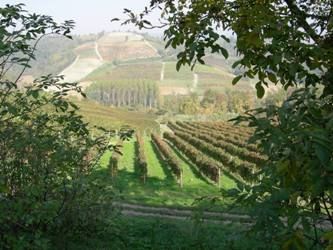 Il sito UNESCO dei paesaggi vitivinicoli e Alba Città Creativa: “Un questionario sullo Sviluppo Sostenibile”