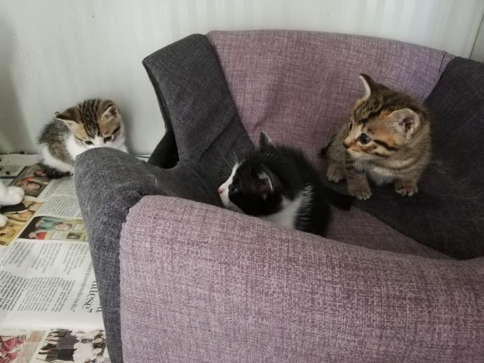 Alcuni dei gattini trovati