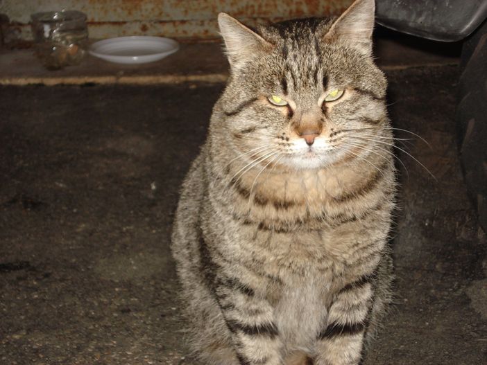 Immagine generica d'archivio, non correlata allo specifico intervento di salvataggio Immagine generica d'archivio, non correlata allo specifico intervento di salvataggio