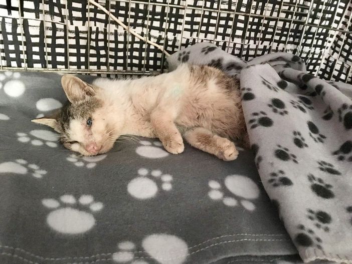 Travor, il gatto preso a fucilate