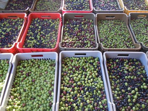 Olive Kalamata: perché sono particolari e fanno bene alla salute
