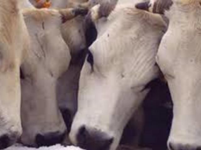 'La piemontese ieri, oggi e domani'. Si parla di carne e salute in un convegno a Tigliole