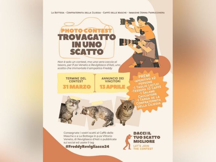 "Trovagatto in uno scatto": un concorso fotografico per celebrare Freddy, il felino di piazza Vittorio Veneto