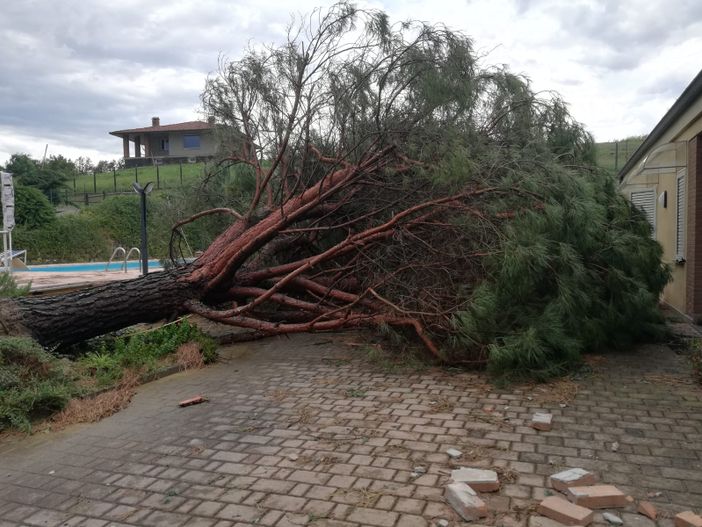 Albero caduto a San Damiano