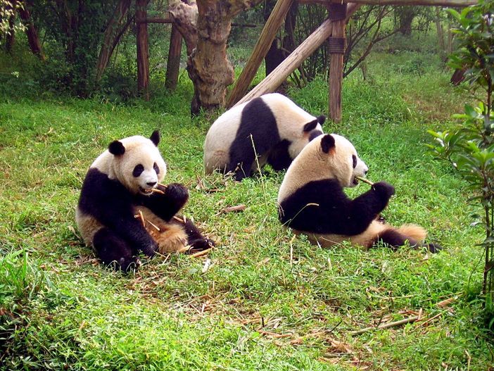 I santuari dei panda giganti nella regione del Sichuan, dove si recherà in visita il sindaco I santuari dei panda giganti nella regione del Sichuan, dove si recherà in visita il sindaco